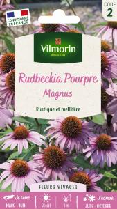 Rudbeckia Pourpre Magnus